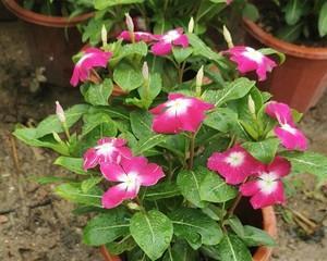 五叶梅一年四季都能开花吗？如何养护才能实现四季开花？