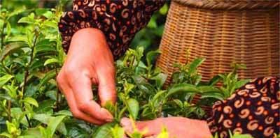铁观音什么时候采摘最好？收获季节有哪些特点？