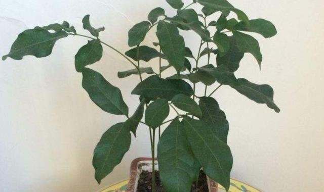 桂圆生芽了还能吃吗？如何辨别桂圆是否变质？