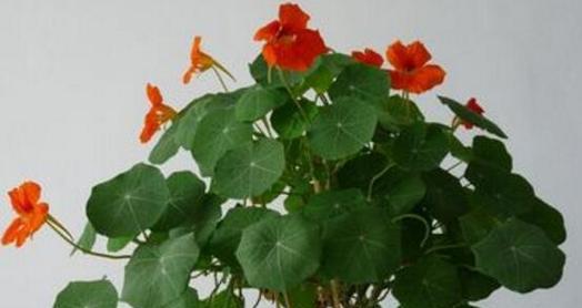 旱金莲养殖方法有哪些？养殖过程中需要注意哪些事项？