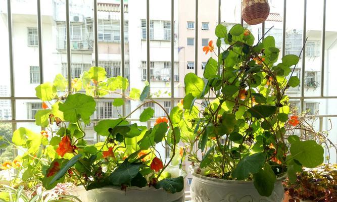 旱金莲养殖方法有哪些？养殖过程中需要注意哪些事项？