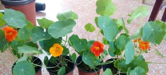 旱金莲养殖方法有哪些？养殖过程中需要注意哪些事项？