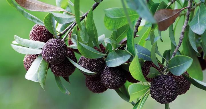 余姚杨梅什么时候成熟？如何挑选最新鲜的杨梅？