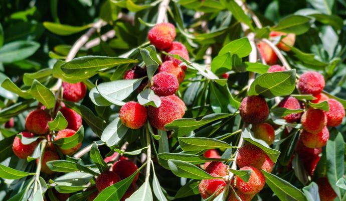 余姚杨梅什么时候成熟？如何挑选最新鲜的杨梅？