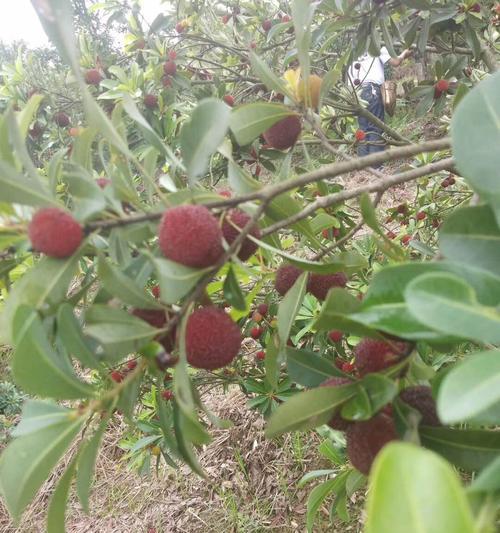 余姚杨梅什么时候成熟？如何挑选最新鲜的杨梅？