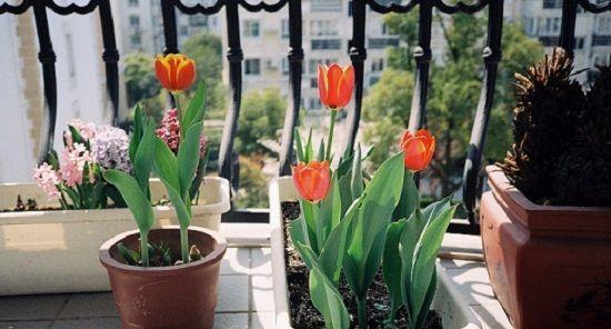 郁金香什么时候种植最好？种植方法有哪些常见问题？