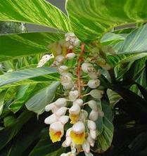 姜属于单子叶植物吗？它的分类特点是什么？