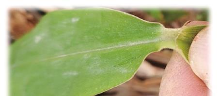 姜属于单子叶植物吗？它的分类特点是什么？