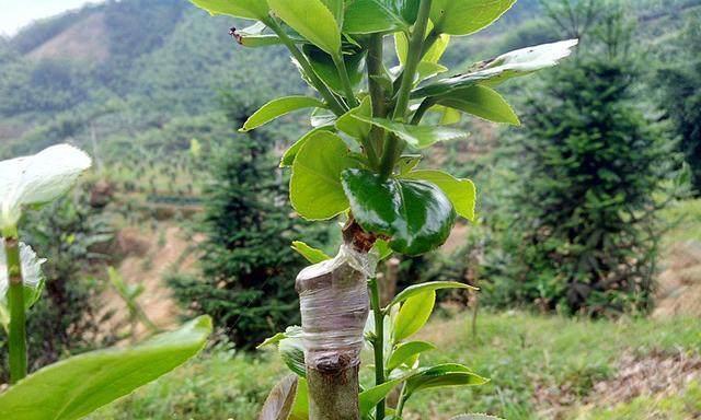 茶花嫁接的最佳时间是什么时候？如何提高成活率？