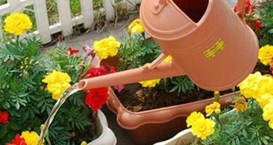 过期牛奶可以用来浇花吗？如何正确使用过期奶进行园艺？