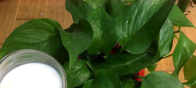 过期牛奶可以用来浇花吗？如何正确使用过期奶进行园艺？