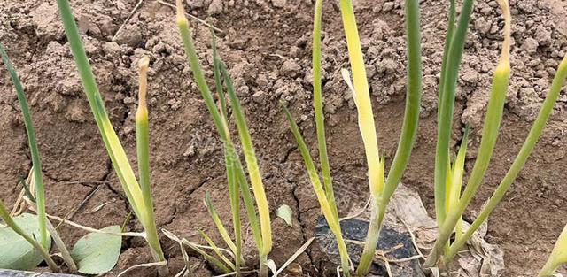 葱病虫害防治方法有哪些？如何有效实施技术措施？