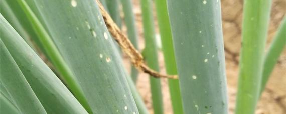 葱病虫害防治方法有哪些？如何有效实施技术措施？