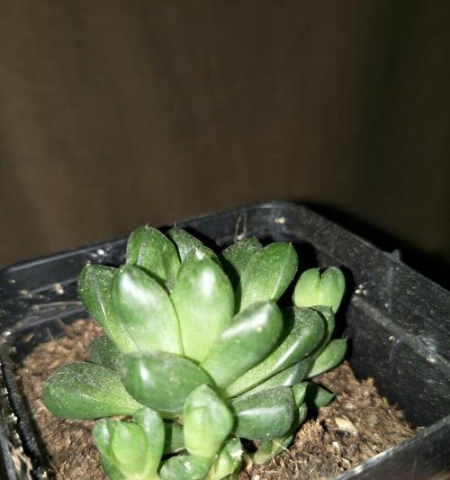 玉露换盆的最佳时机是什么时候？换盆后如何护理？