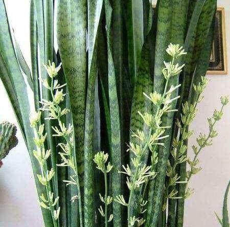 金边虎皮兰开花对人体有害吗？是否含有毒素？