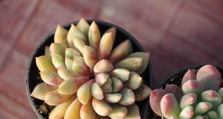 多肉植物如何健康成长？掌握其生长条件和特性是关键！