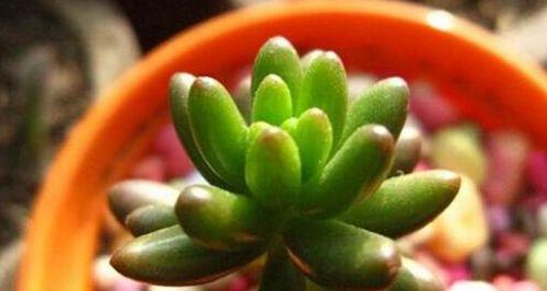 多肉植物如何健康成长？掌握其生长条件和特性是关键！