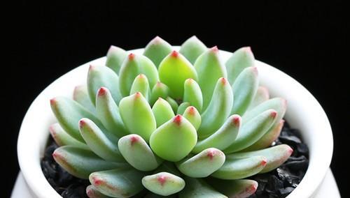 多肉植物如何健康成长？掌握其生长条件和特性是关键！