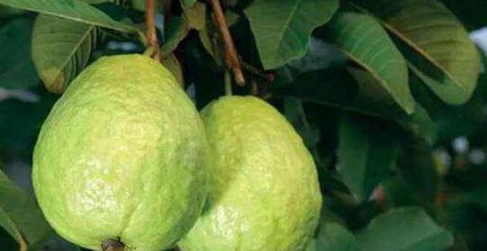 番石榴催熟方法有哪些？如何快速催熟番石榴？