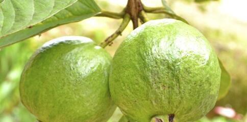 番石榴催熟方法有哪些？如何快速催熟番石榴？