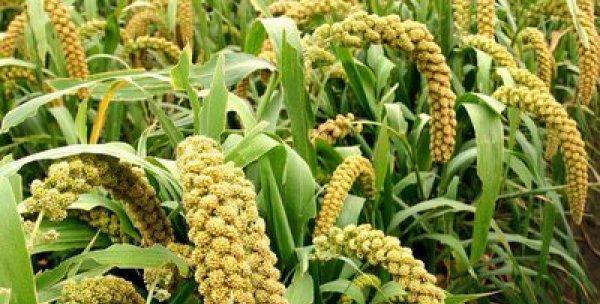 糯米属于裸子植物吗？裸子植物的定义是什么？