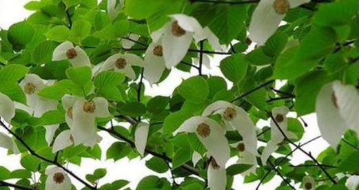 糯米属于裸子植物吗？裸子植物的定义是什么？