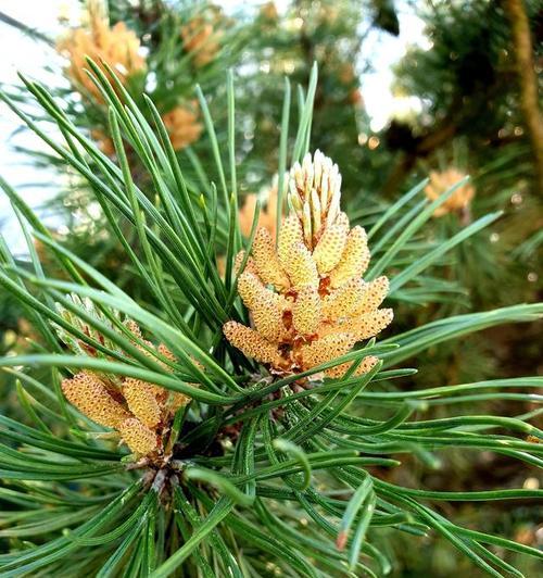 糯米属于裸子植物吗？裸子植物的定义是什么？