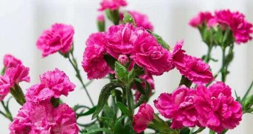 康乃馨花语的含义及象征(探寻康乃馨背后的情感与意义)