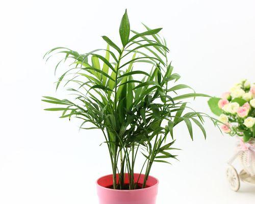 缤纷花语（揭开袖珍椰子的神秘面纱）