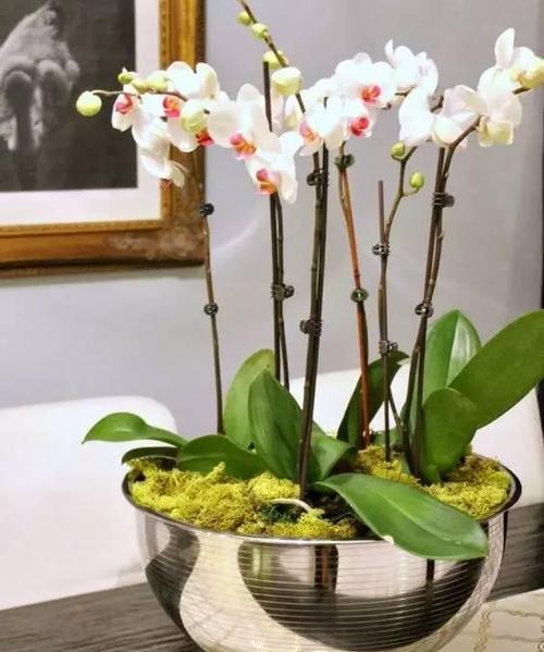 蝴蝶兰的寓意和象征风水(揭秘蝴蝶兰的神奇力量——带来财运的瑞兽)