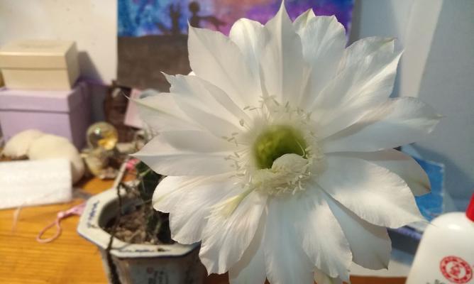 仙人球开花白色寓意（解读仙人球白色花朵的象征意义）