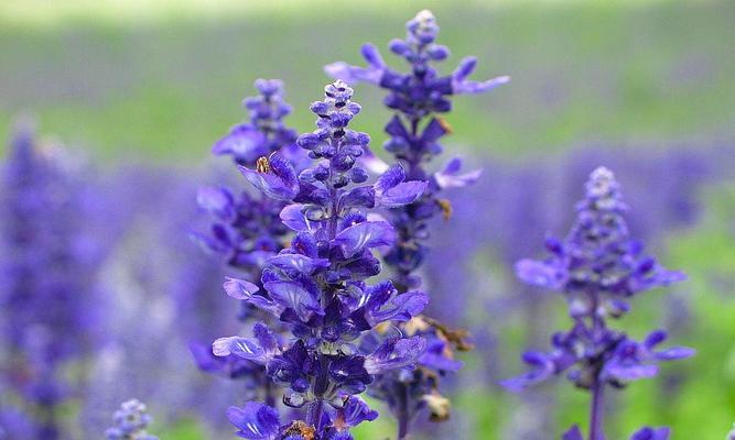 薰衣草的花语(向人们传递平静与关爱的花朵)