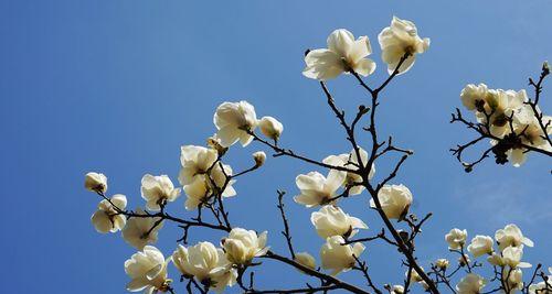 辛夷花（花语传情）