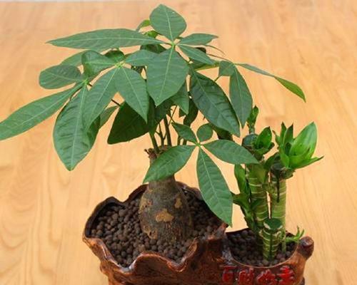 发财树的寓意与象征风水（财运亨通的秘密揭秘）