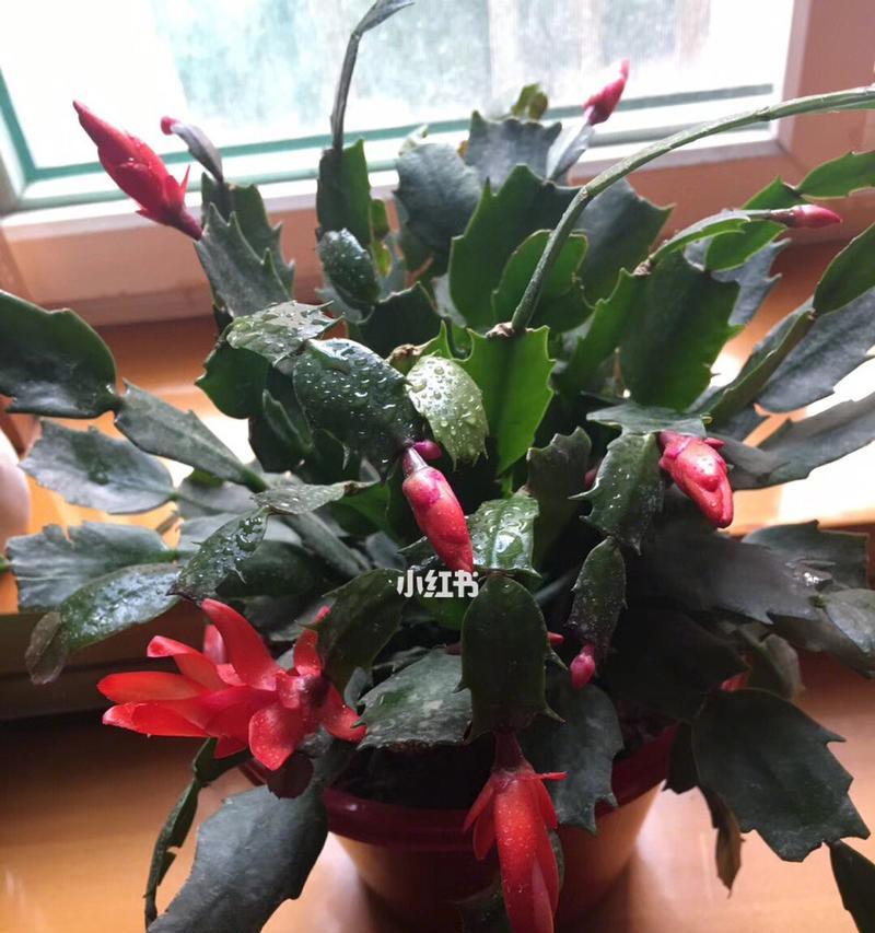 仙人掌开花的花语——生命的奇迹(揭示仙人掌开花的神秘面纱)