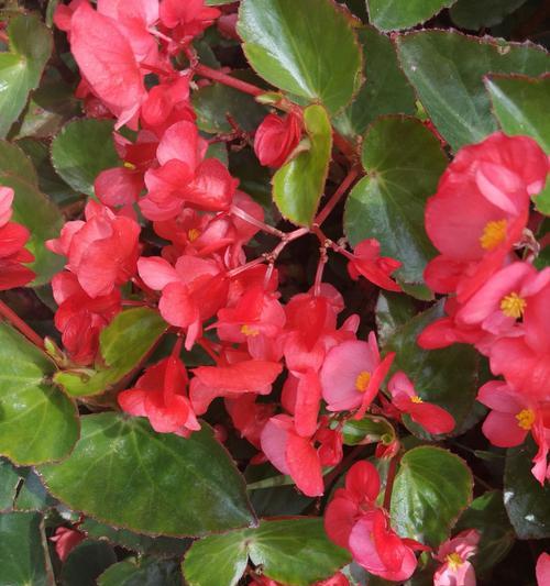 四季海棠花语探秘（揭示四季海棠的花语及寓意）
