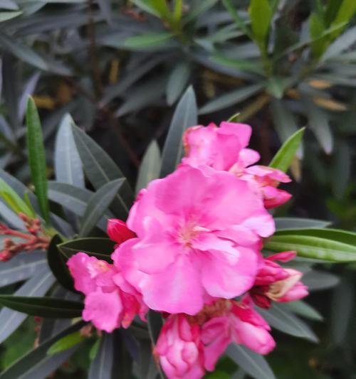 夹竹桃的花语与寓意（傲慢）