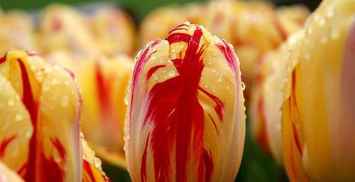 郁金香的象征意义及文化传承（从荷兰到全球）