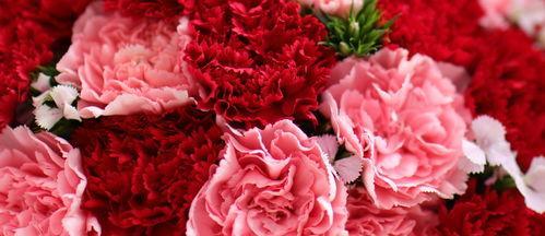 康乃馨花语及寓意(康乃馨)