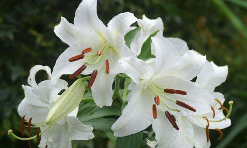 百合花（花语寓意和象征意义揭示一切）