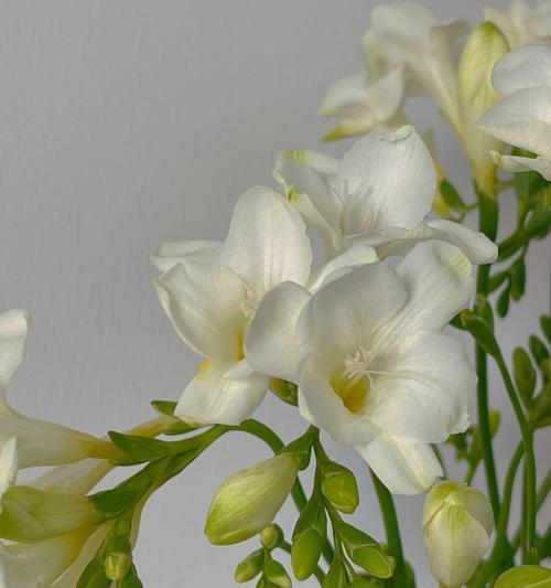 小苍兰的花语与传说（传承千年的小苍兰）