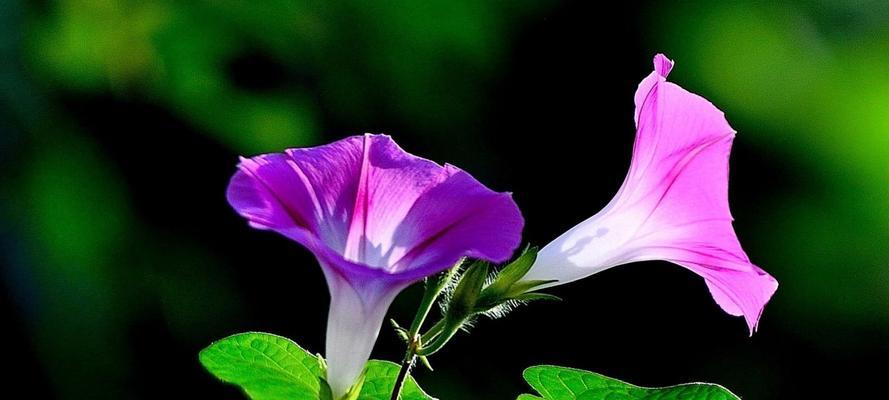 花开狼嚎，花语传神（揭开花与狼之间深刻的寓意之谜）