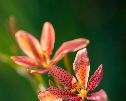 花开狼嚎，花语传神（揭开花与狼之间深刻的寓意之谜）