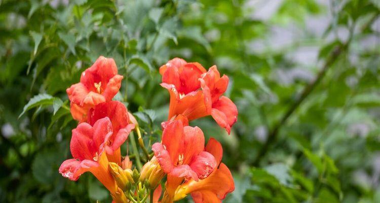 花开狼嚎，花语传神（揭开花与狼之间深刻的寓意之谜）