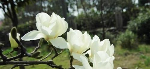 白玉兰花的深刻寓意（深情厚意）