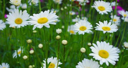 雏菊的象征意义及其在文化中的重要性(探寻雏菊的象征意义)