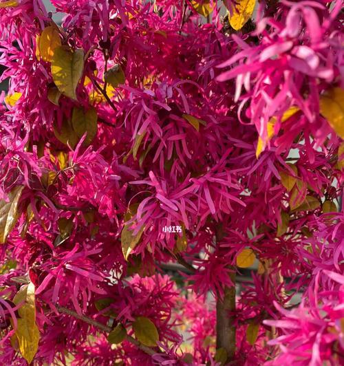 红花继木,寓意与传承(探索红花继木的文化寓意和象征意义)