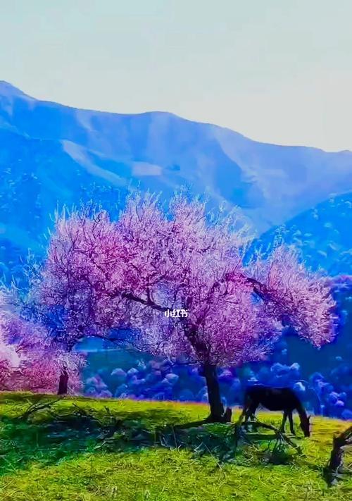 桃花的寓意和象征（桃花的美丽与吉祥）