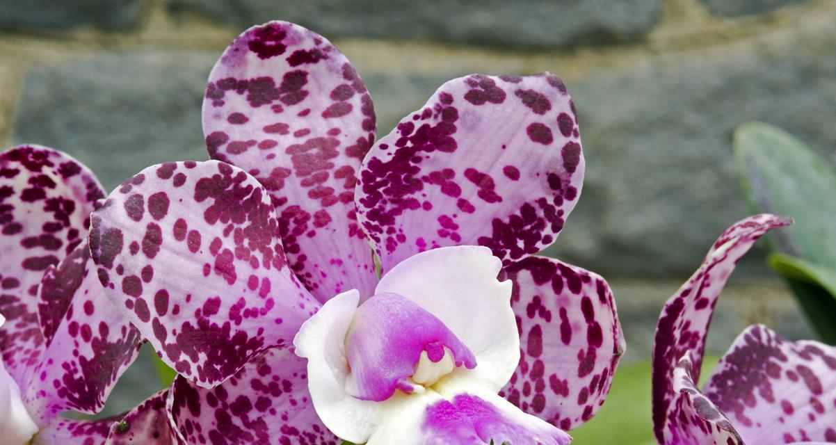 洋兰花的象征意义与文化传承（解读洋兰花的美丽与含义）