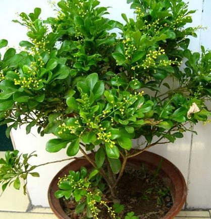 高尚品德的象征植物（追求高尚品德的道路上）